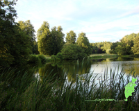 Swan Pool Carp Fishing Wallpaper