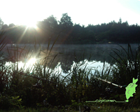 Swan Pool Carp Fishing Wallpaper