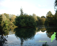 Nutsey Carp Fishing Hampshire Wallpaper